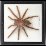 A large taxidermy example of a spider / tarantula contained within a glazed display. Measures: