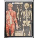 A framed and glazed French school science poster depicting the human anatomical body with notations.