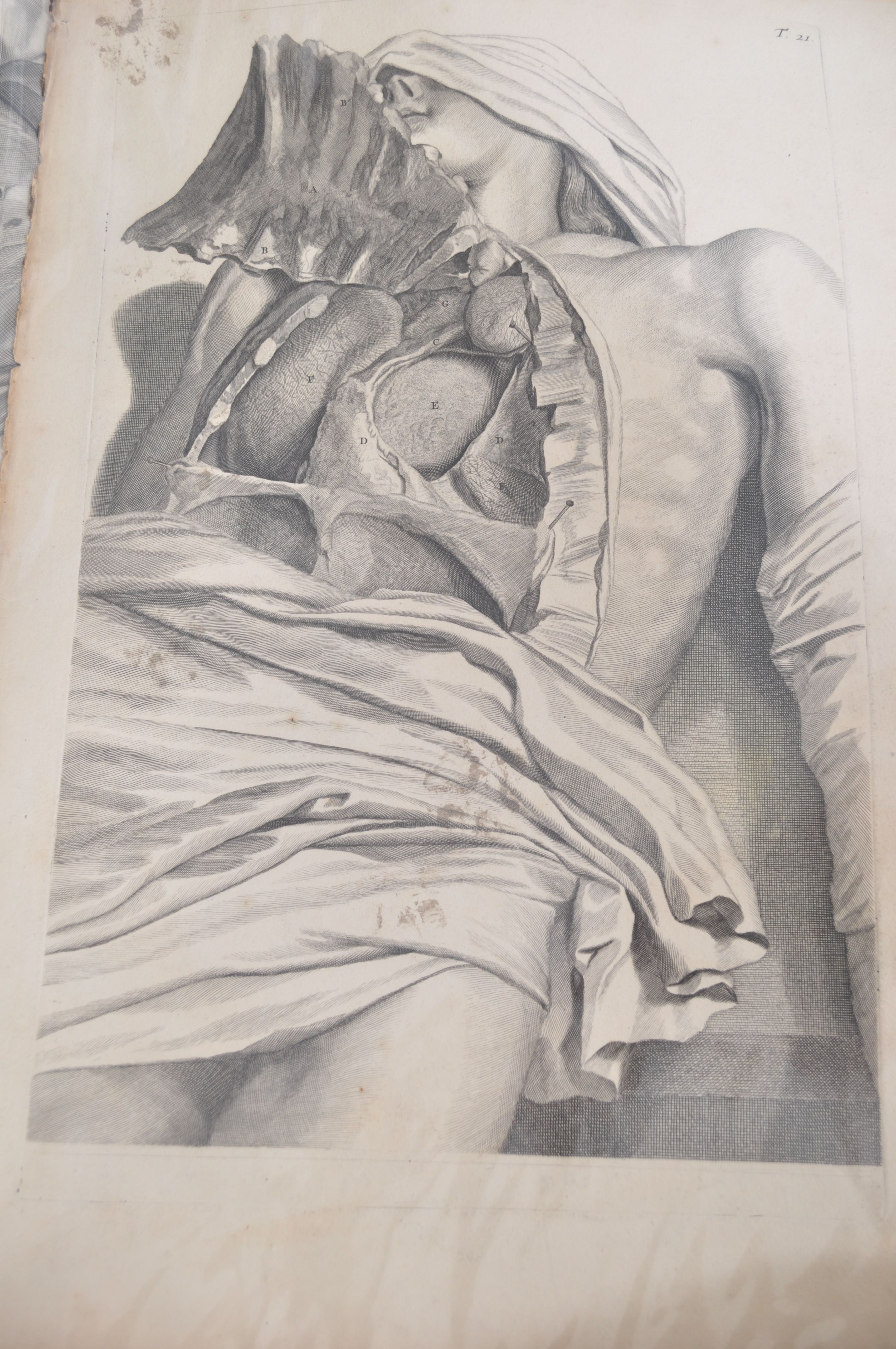 A collection of believed anatomical original pages from Govard Bidloo's ' Anatomia Humai - Image 7 of 18