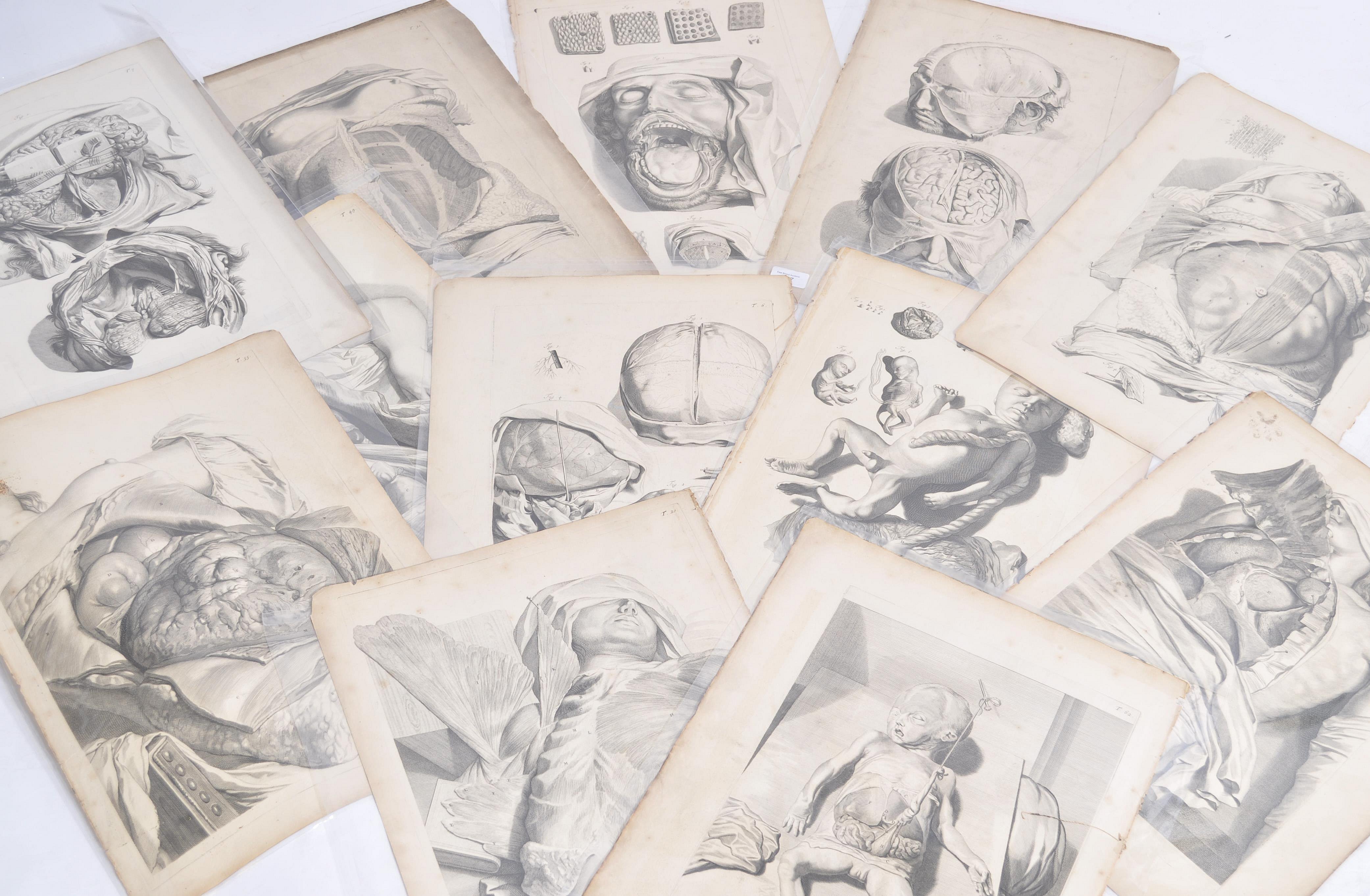 A collection of believed anatomical original pages from Govard Bidloo's ' Anatomia Humai