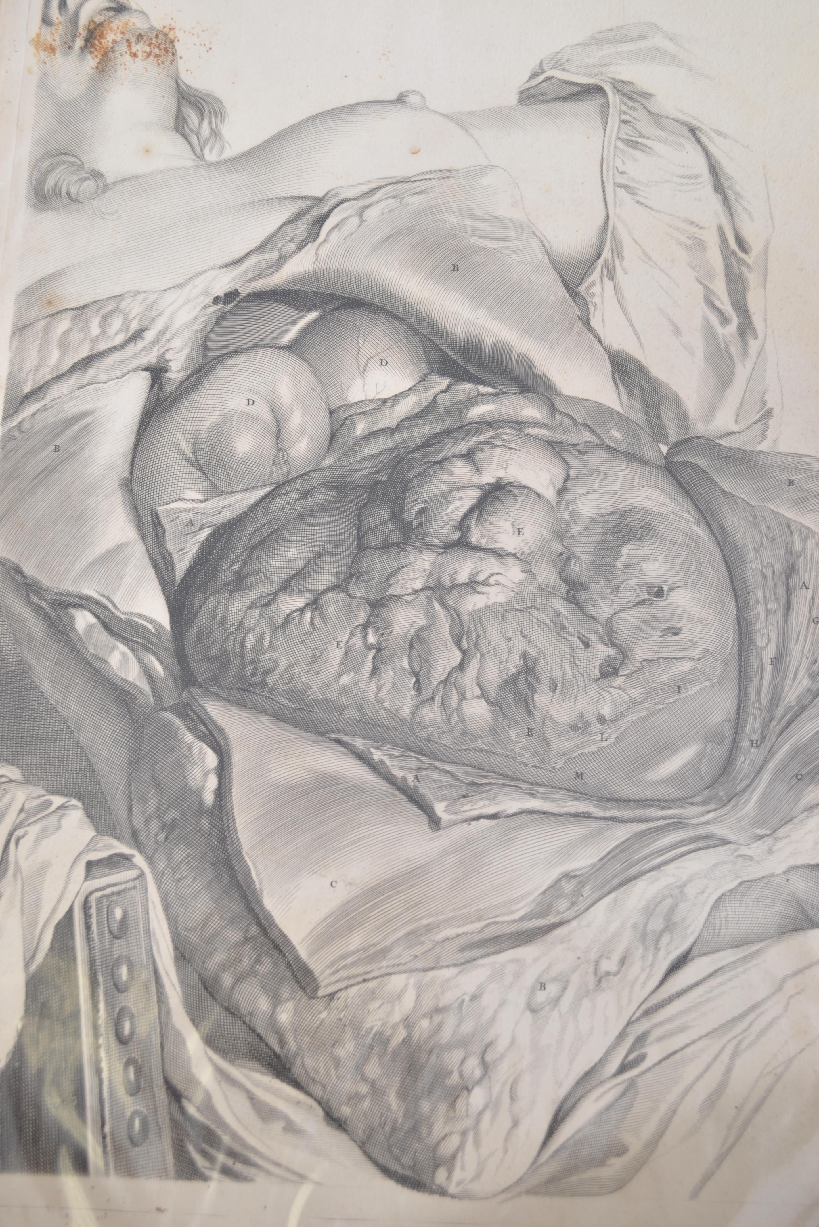 A collection of believed anatomical original pages from Govard Bidloo's ' Anatomia Humai - Image 6 of 18