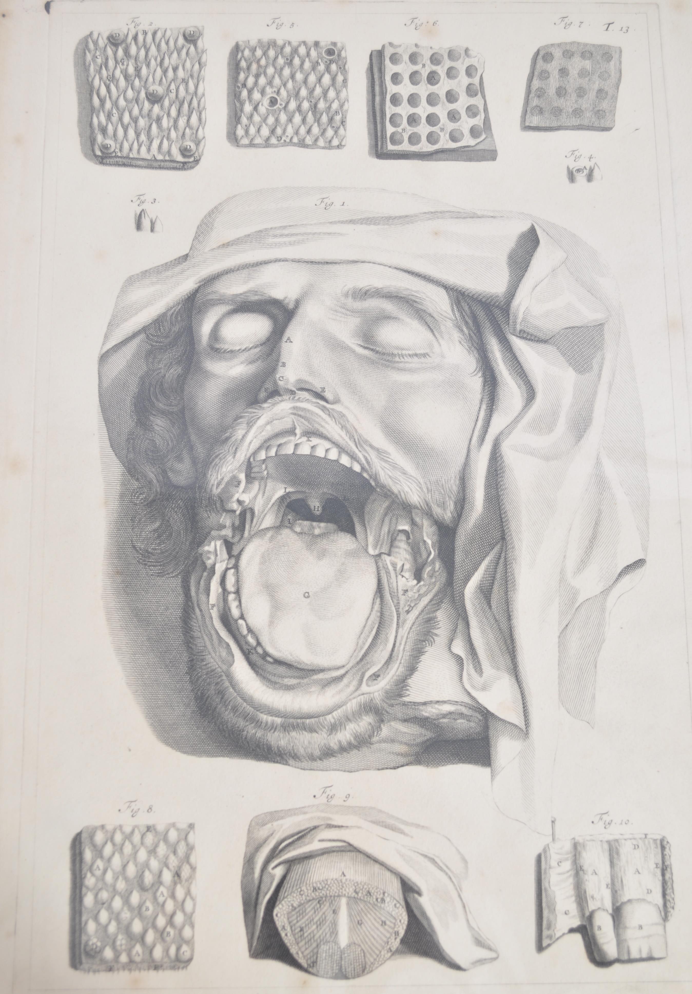 A collection of believed anatomical original pages from Govard Bidloo's ' Anatomia Humai - Image 12 of 18