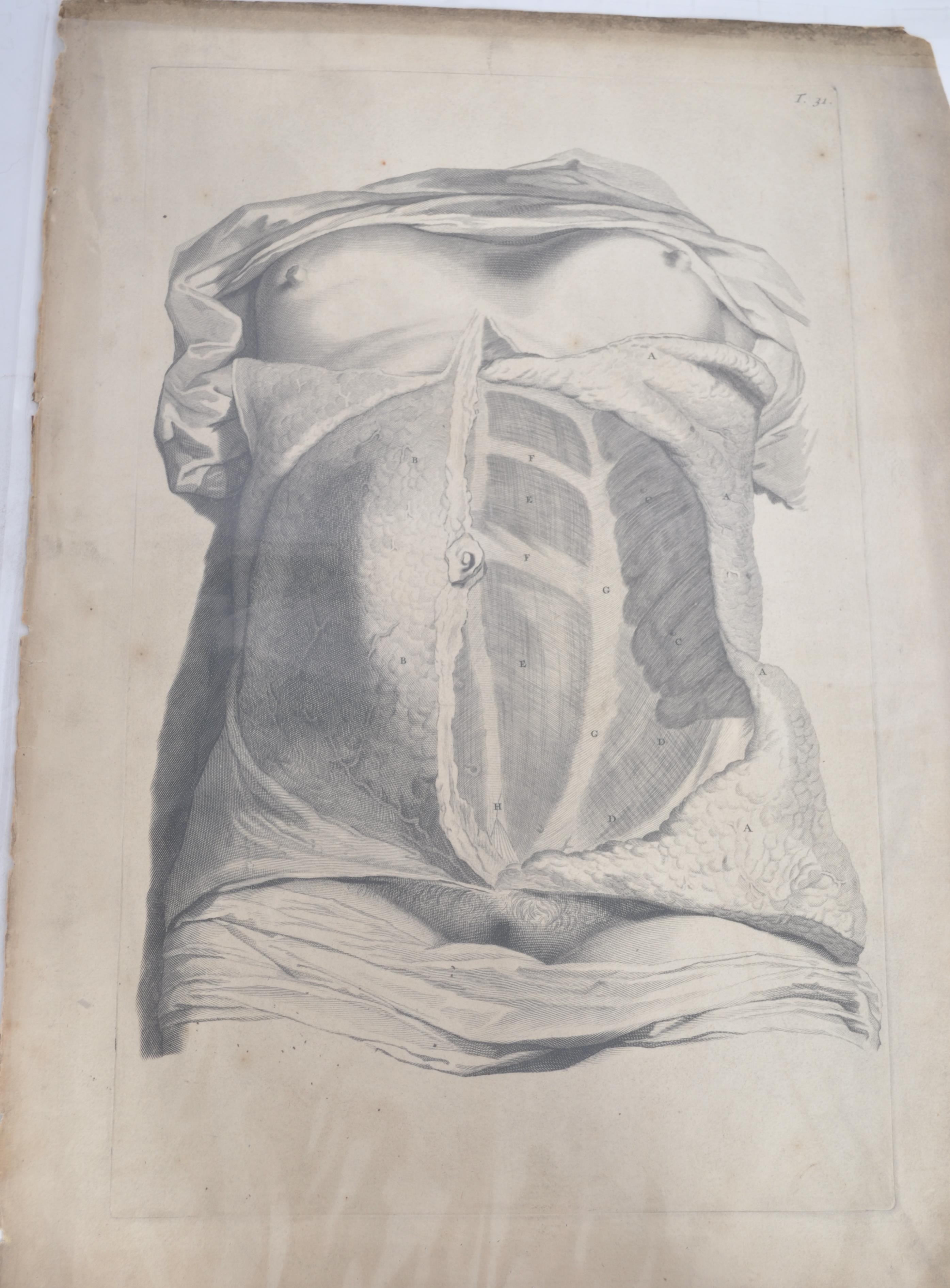 A collection of believed anatomical original pages from Govard Bidloo's ' Anatomia Humai - Image 13 of 18