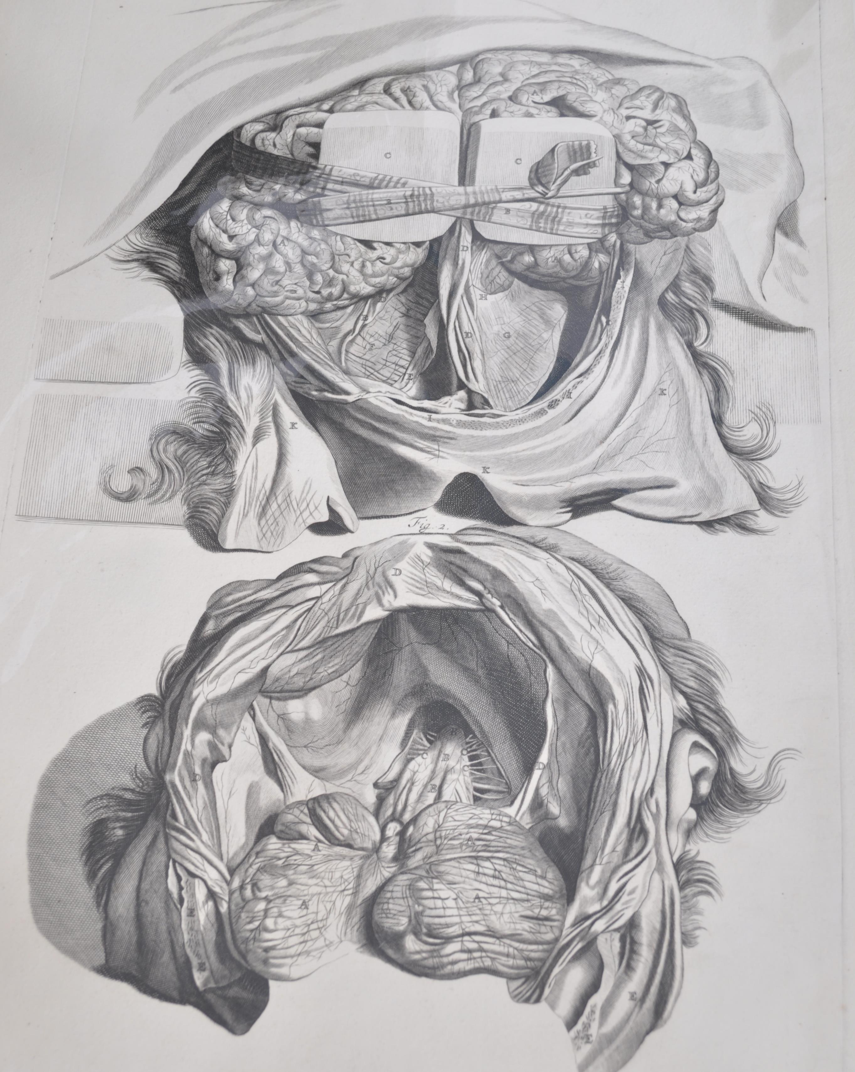 A collection of believed anatomical original pages from Govard Bidloo's ' Anatomia Humai - Image 9 of 18