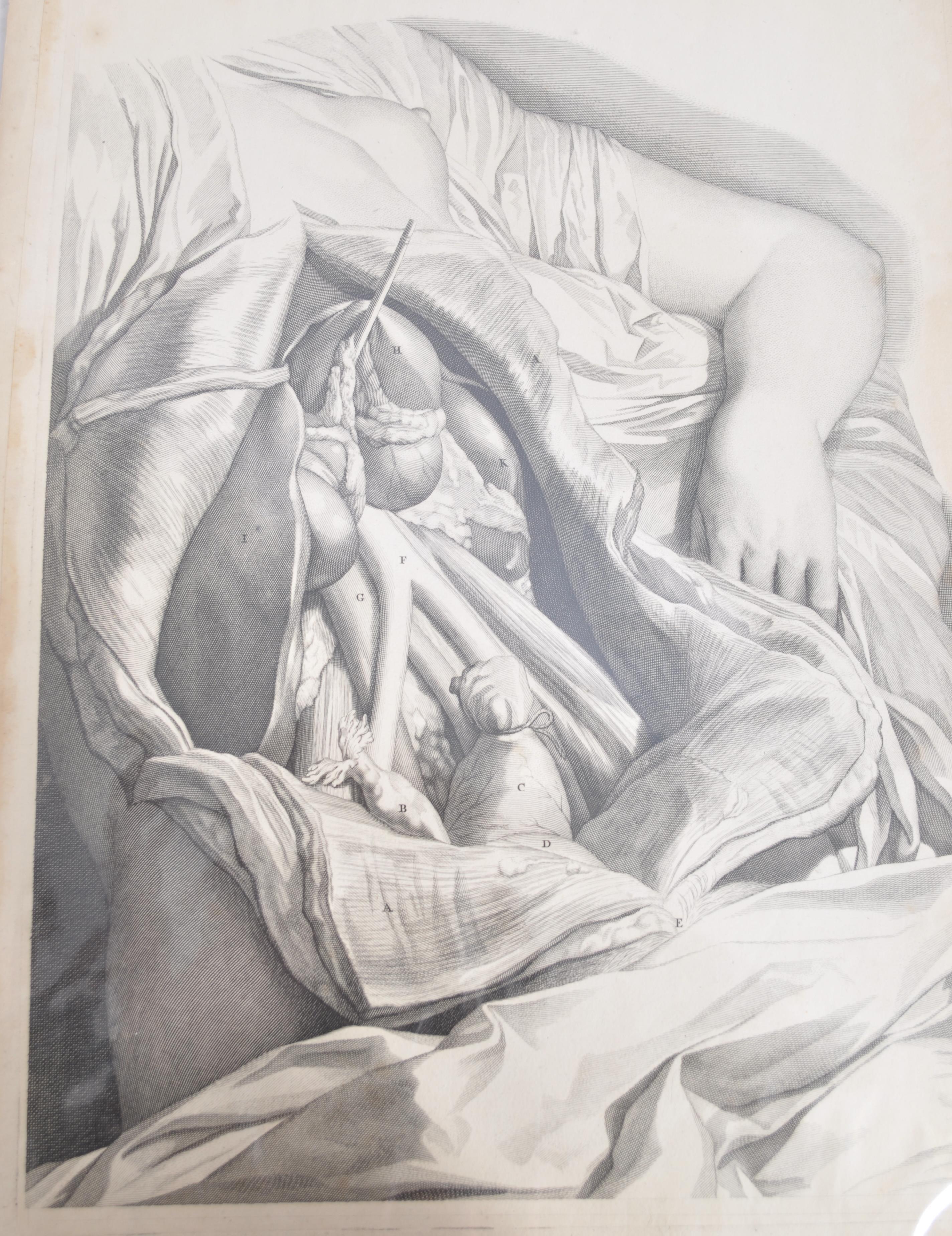 A collection of believed anatomical original pages from Govard Bidloo's ' Anatomia Humai - Image 2 of 18