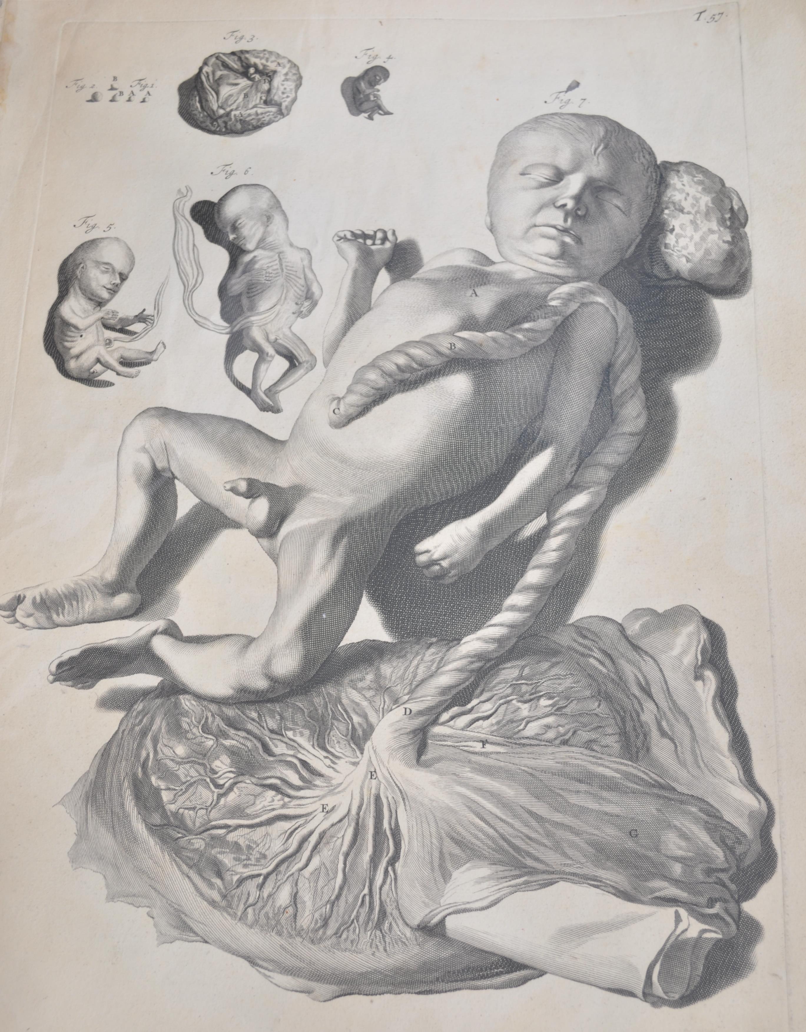 A collection of believed anatomical original pages from Govard Bidloo's ' Anatomia Humai - Image 10 of 18