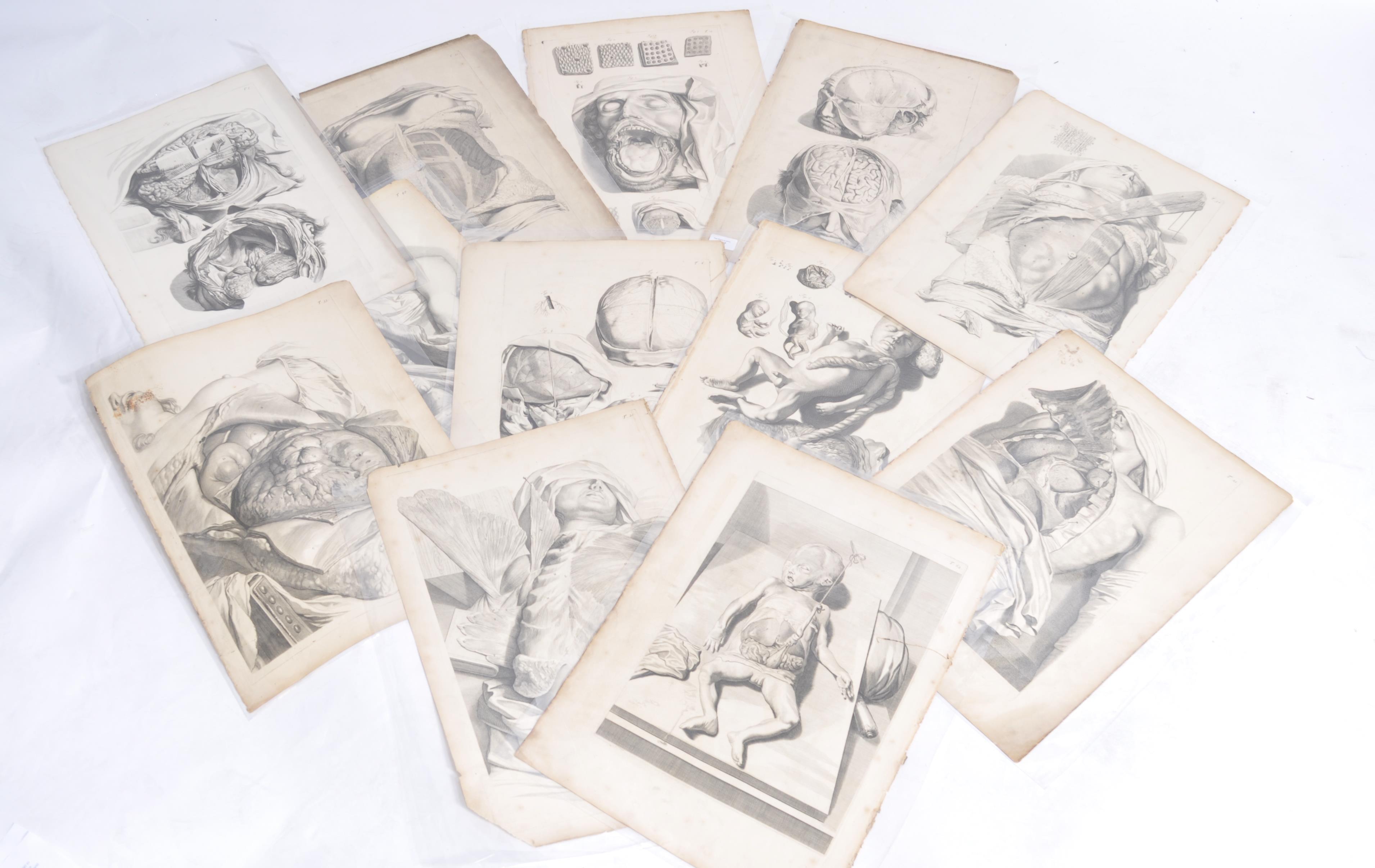 A collection of believed anatomical original pages from Govard Bidloo's ' Anatomia Humai - Image 15 of 18