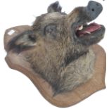 Taxidermy Interest A believed late 19th / early 20th century large  taxidermy boars head being