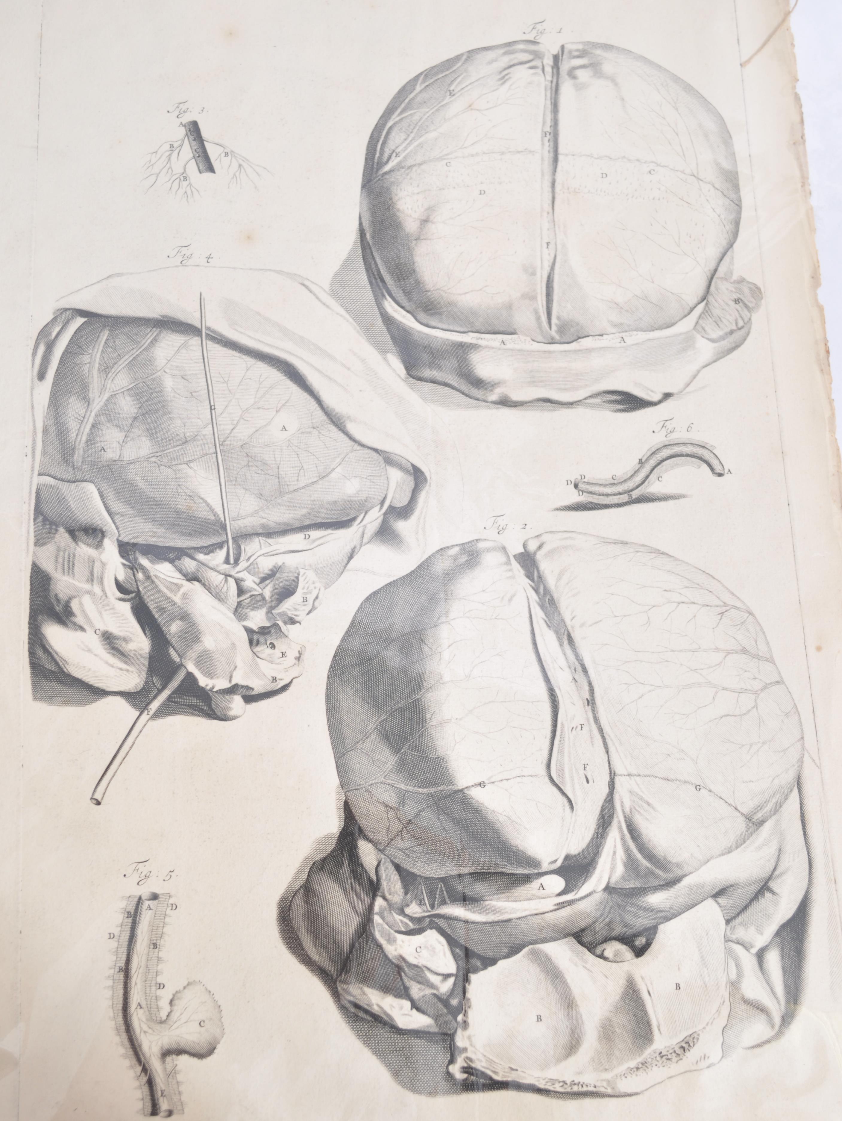 A collection of believed anatomical original pages from Govard Bidloo's ' Anatomia Humai - Image 11 of 18