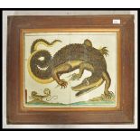 An unusual 20th century wooden framed anatomical depiction of a crocodile appearing to a plate