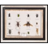 A 20th century framed and glazed mounted taxidermy collection of beetles, each beetle with name