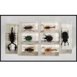 A collection of vintage 20th century scientific taxidermy samples of bugs held in acrylic blocks.