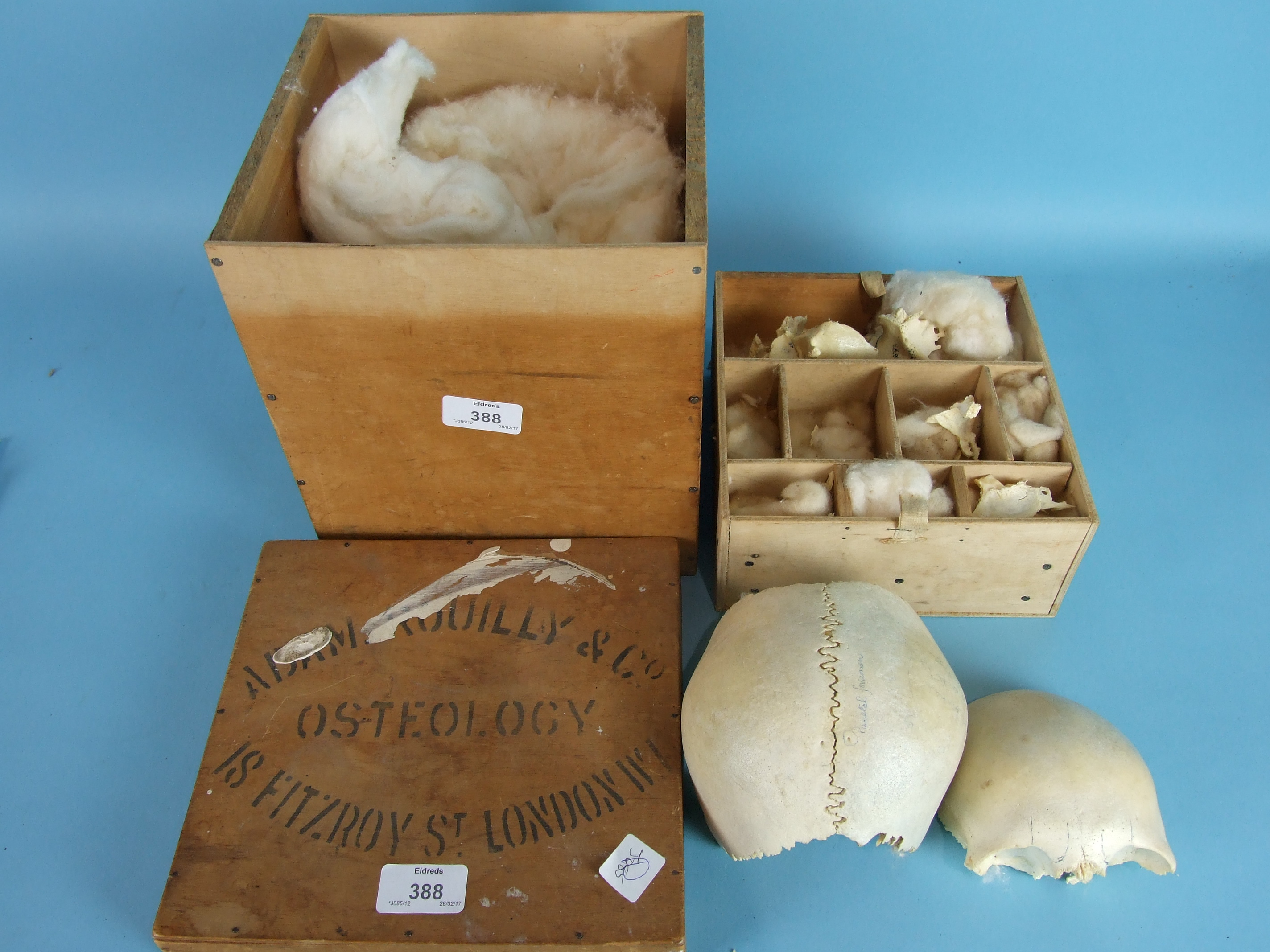 Parts of a human skull contained in a box, the lid stencilled 'Adam Rouilly & Co, Osteology, 18