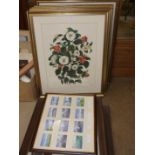 Five framed coloured prints of Camellia flowers after Clara Maria Pope, 60 x 45cm and other pictures