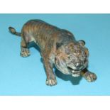 A late 19th/early 20th century cold painted bronze model of a tiger, 12.5cm long, 4cm high.