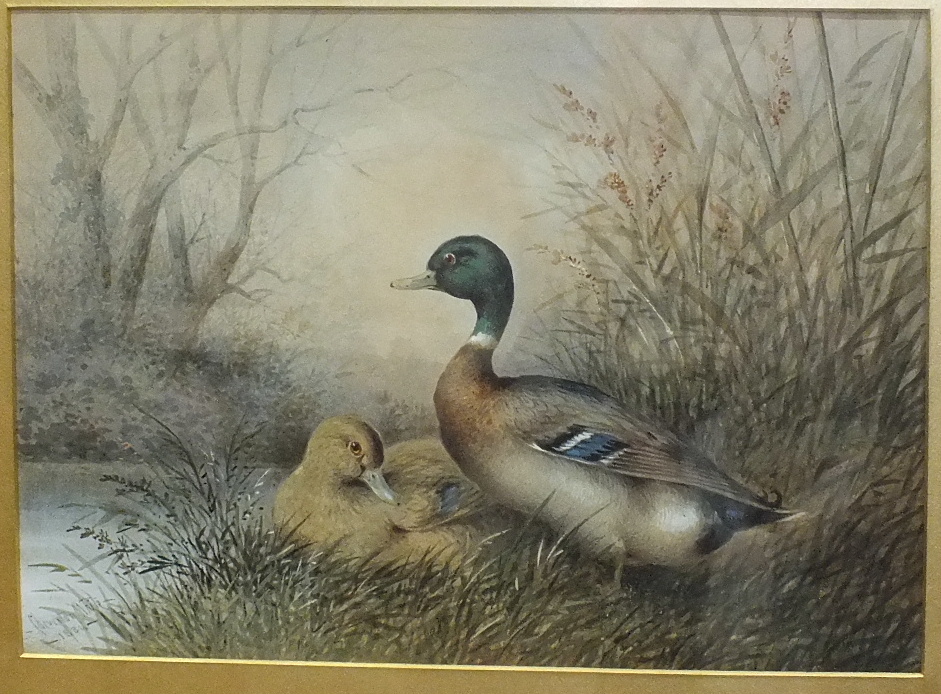 Cheverton White (19th Century) A MALLARD DUCK AND DRAKE ON A GRASSY BANK Watercolour, signed and