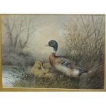 Cheverton White (19th Century) A MALLARD DUCK AND DRAKE ON A GRASSY BANK Watercolour, signed and
