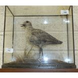 A late-19th/early-20th century taxidermied Grey Plover, (winter plumage), by Rowland Ward, London,