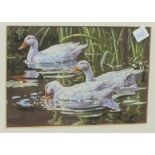 Stephen Hawkin Dabbling Ducks, signed pastel, titled gallery label verso, 17 x 24.5cm.