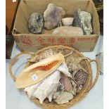 A pale amethyst geode, other geodes and a collection of sea shells.