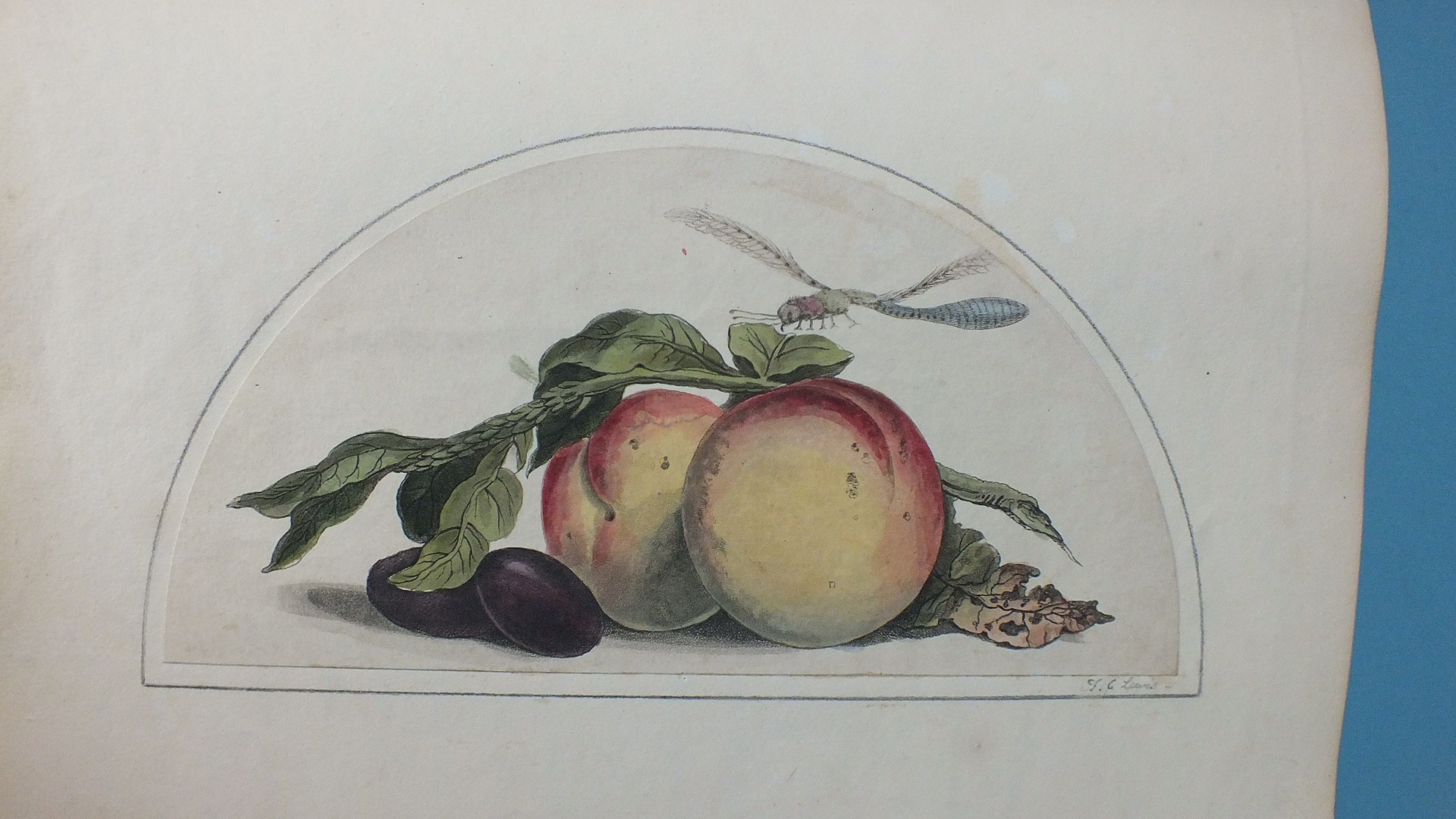 The Lewis Album 1811-1860, Susanna Lewis nee Potter, a 19th century album of watercolours, pencil - Bild 5 aus 16