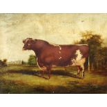 W R Woods PORTRAIT OF A BULL, 23724 DUKE OF BRAILES, BRED BY AND PROPERTY OF MR H J SHELDON, BRAILES