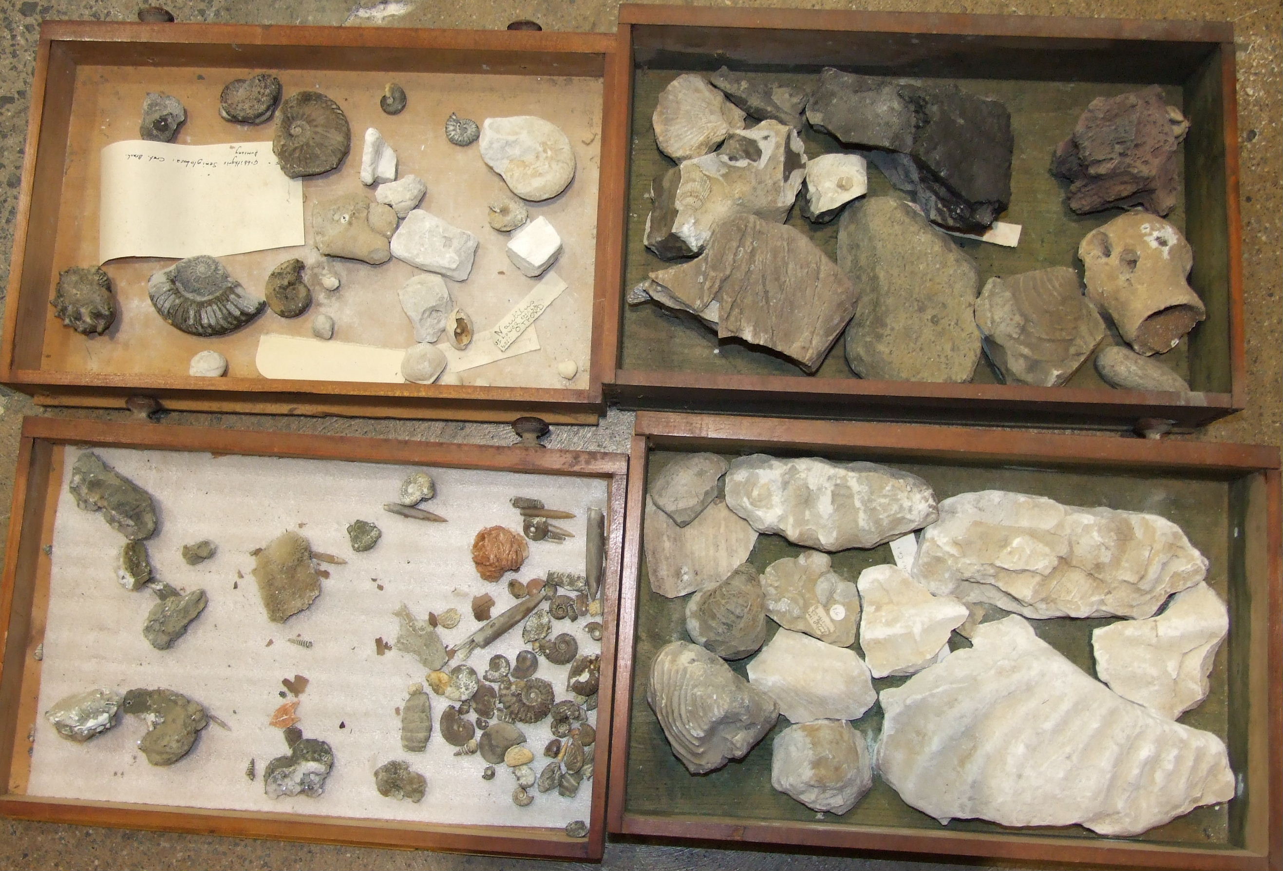 A large collection of rock mineral samples, fossils, shells and associated objects contained in wood - Image 8 of 9