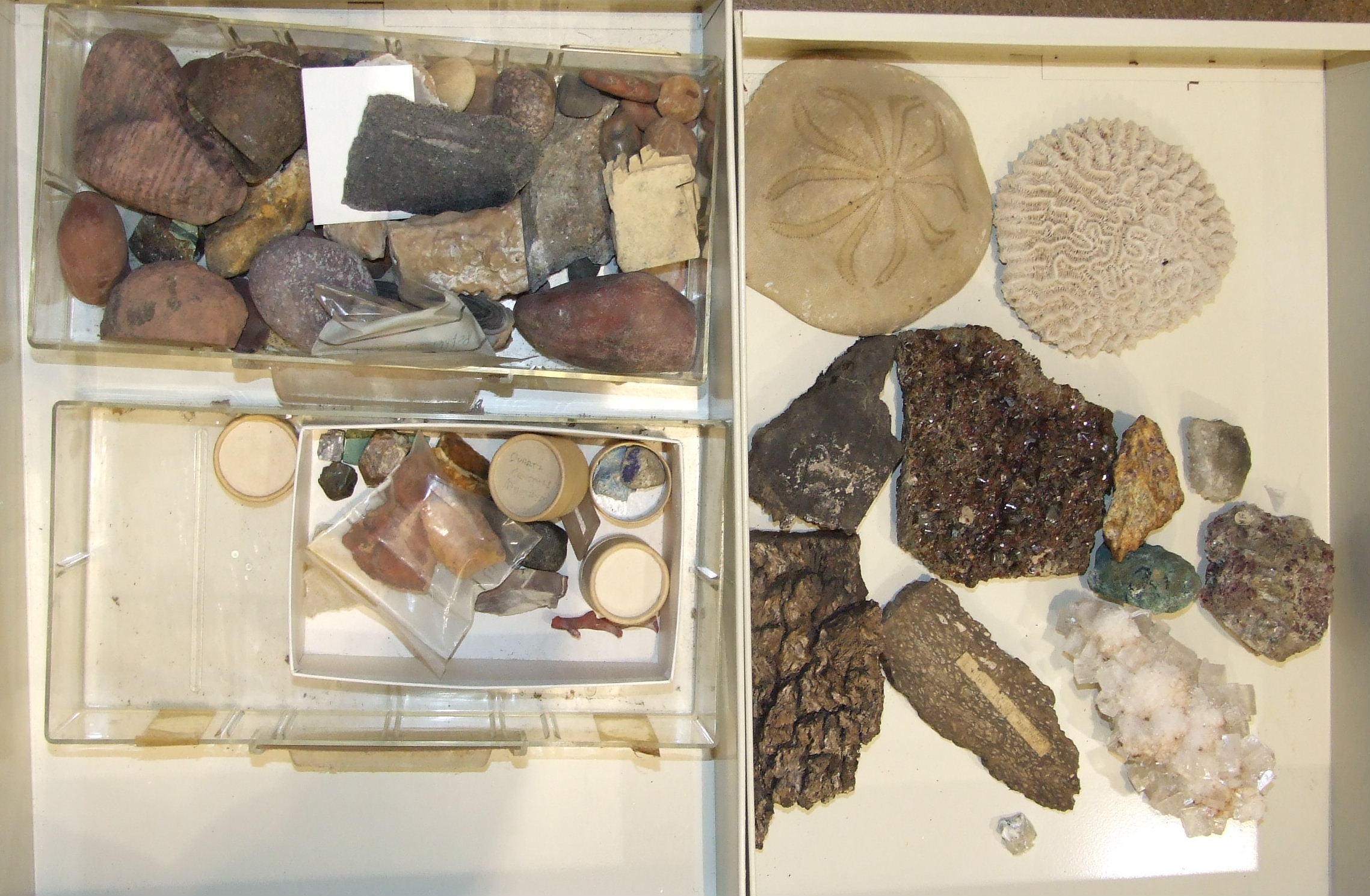 A large collection of rock mineral samples, fossils, shells and associated objects contained in wood - Image 3 of 9