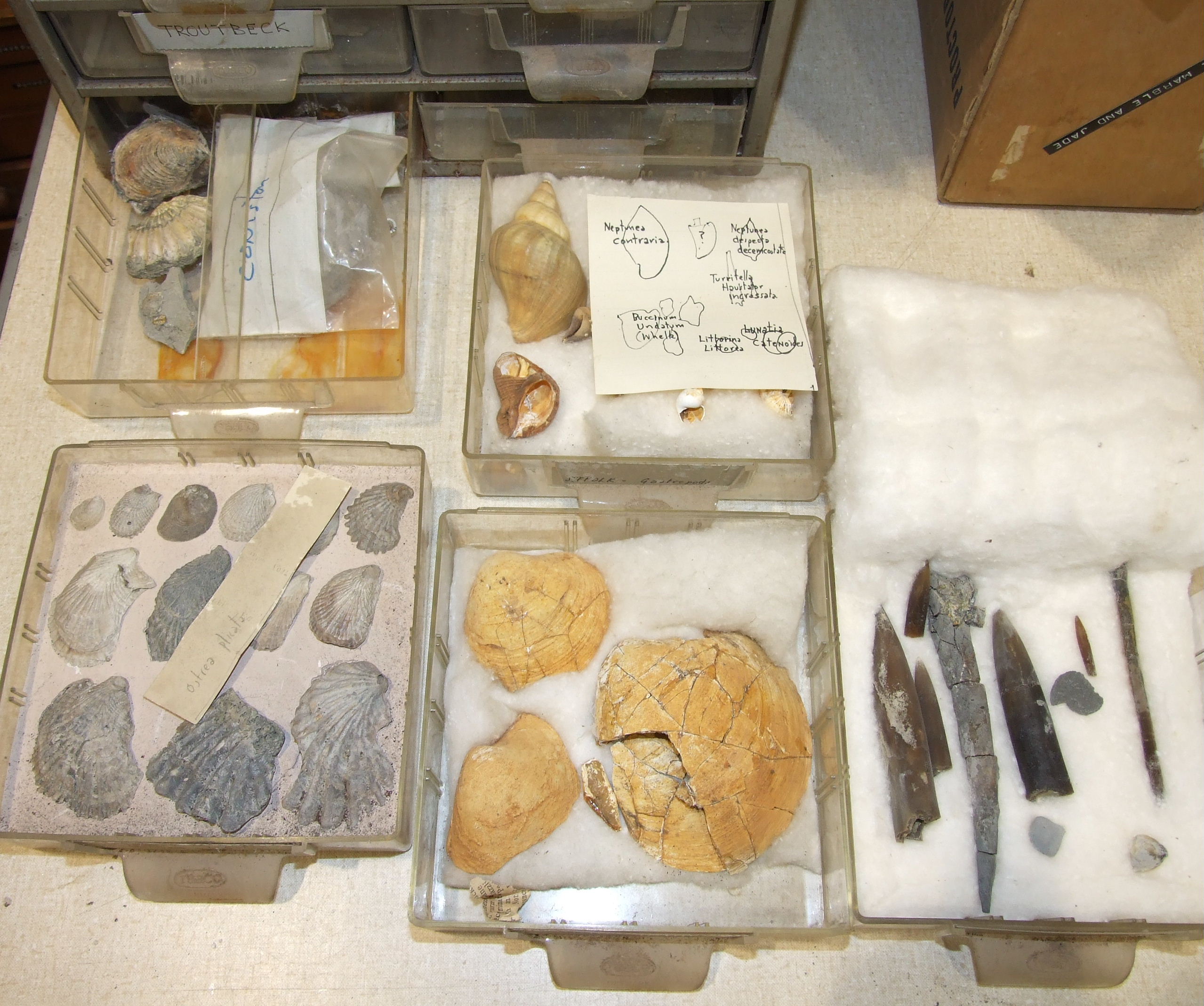 A large collection of rock mineral samples, fossils, shells and associated objects contained in wood - Image 2 of 9