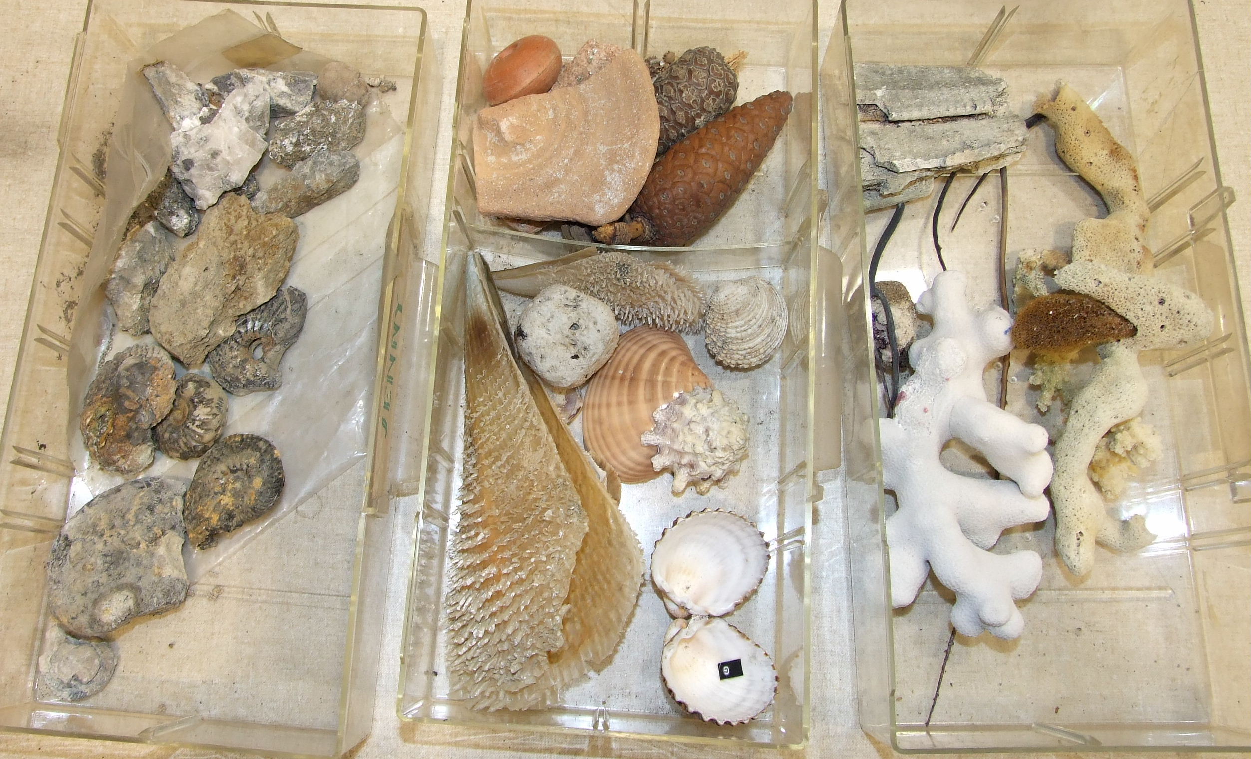 A large collection of rock mineral samples, fossils, shells and associated objects contained in wood