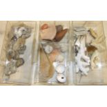 A large collection of rock mineral samples, fossils, shells and associated objects contained in wood