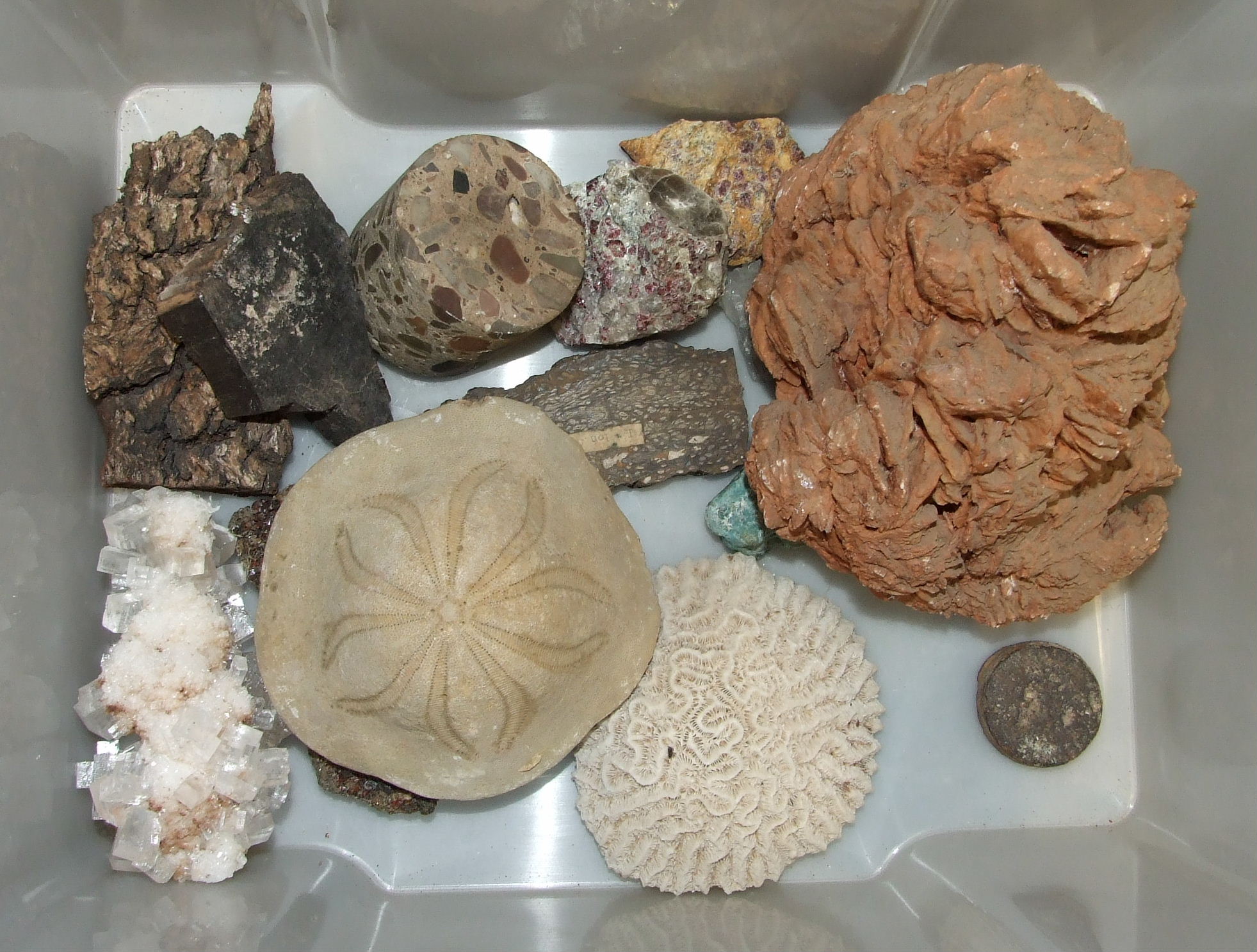 A large collection of rock mineral samples, fossils, shells and associated objects contained in wood - Image 6 of 9