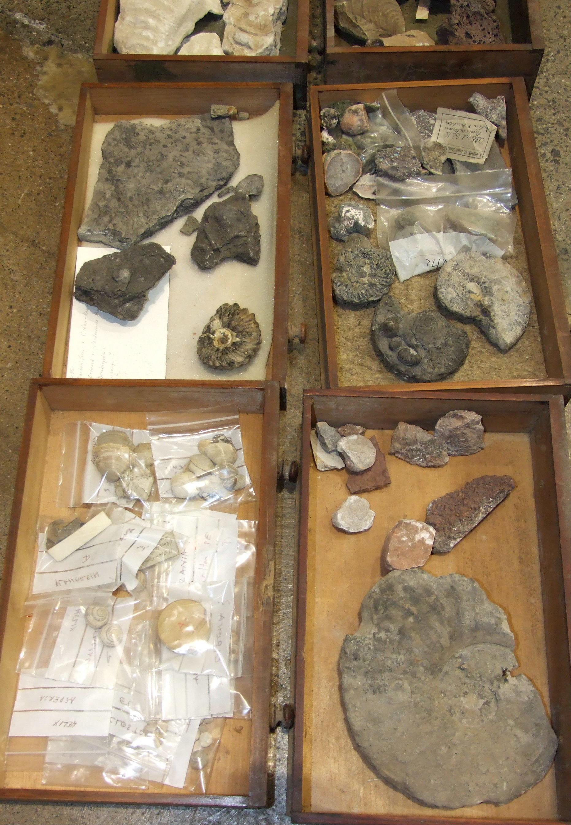 A large collection of rock mineral samples, fossils, shells and associated objects contained in wood - Image 9 of 9