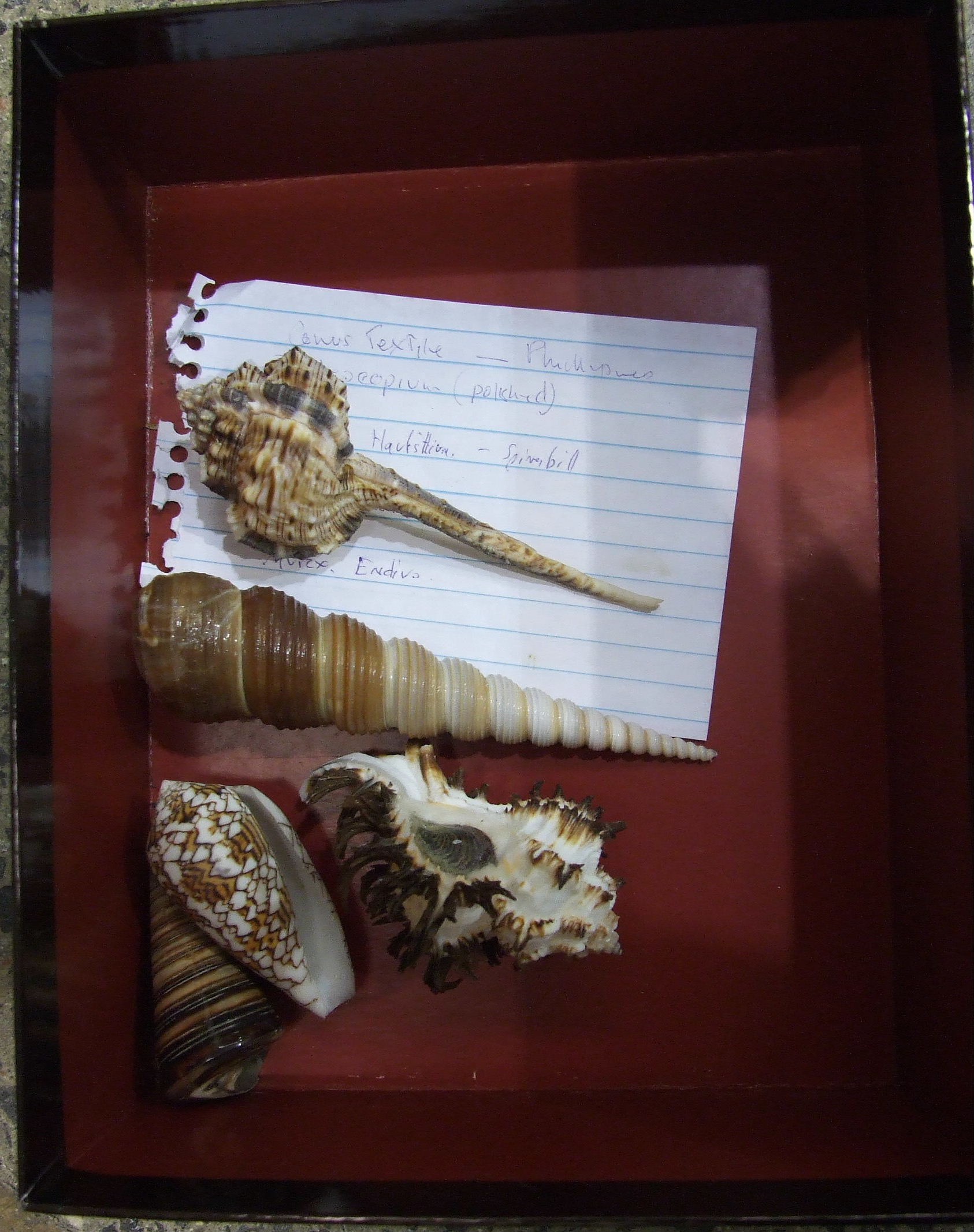 A large collection of rock mineral samples, fossils, shells and associated objects contained in wood - Image 5 of 9