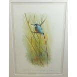 •Robin Armstrong (20th century) KINGFISHER AMONGST REEDS Signed watercolour, inscribed and dated