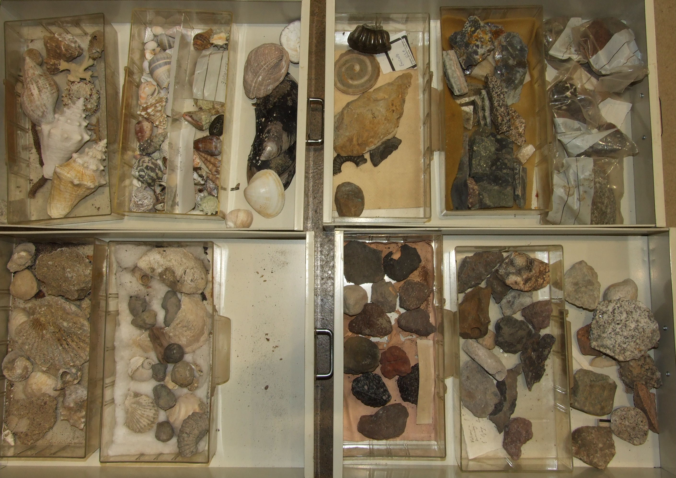 A large collection of rock mineral samples, fossils, shells and associated objects contained in wood - Image 4 of 9