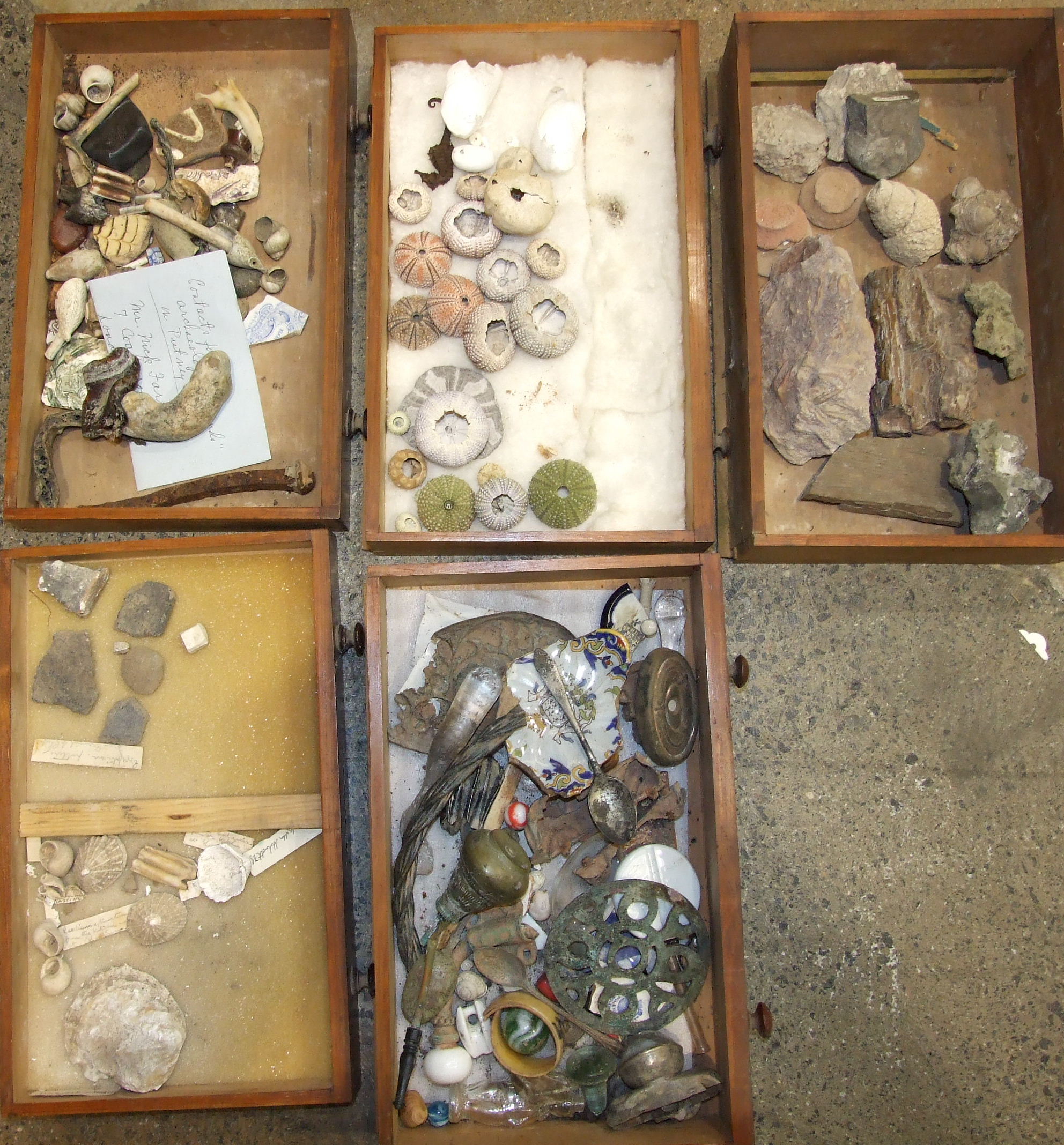 A large collection of rock mineral samples, fossils, shells and associated objects contained in wood - Image 7 of 9