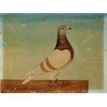 T. WEST (EARLY 19TH CENTURY) - A prize pigeon, Mr.