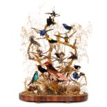 A late 19th to early 20th Century taxidermy study of sixteen exotic birds and a dragonfly,