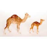 A Beswick Camel model 1044 and a Camel foal model 1043,