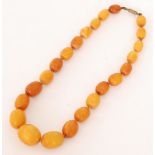 A single row of graduated amber beads, composed of twenty three opaque oval or barrel shaped beads,