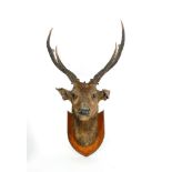 A late 19th to early 20th Century taxidermy stag trophy on an oak shield plinth,