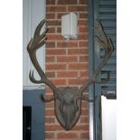 A taxidermy study of a pair of five branch deer antlers and skull mounted on an oak shield,