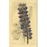 With Fine Hand-Coloured Plates Edwards - Edwards Botanical Register, Ed. by John Lindley. Vols.