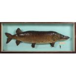 Taxidermy: A large cased and mounted Pike, approx.