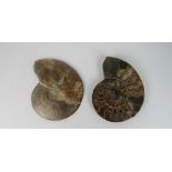 Two Prehistoric Stone Fossils,