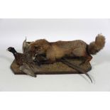 Taxidermy: A stuffed Fox, with pheasant in mouth, in naturalistic setting, on an oak shaped base.
