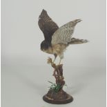 Taxidermy: A mounted Sparrow Hawk, resting on a tree branch.