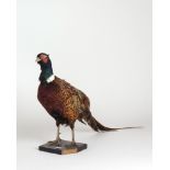 Taxidermy: A Pheasant mounted on a wooden base.