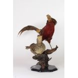 Taxidermy: Game Birds, a grouse and a cock hen, in a naturalistic pose on a tree branch.